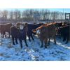 Image 3 : Terry  Dayholos - 725# Weaned Steers - 60 Head (Amaranth, MB)
