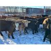 Image 4 : Terry  Dayholos - 725# Weaned Steers - 60 Head (Amaranth, MB)