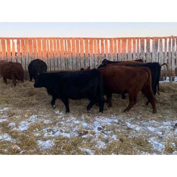 ***added lot*** Kris Springer - 1000# Heifers - 58 Head (Foam Lake, SK)