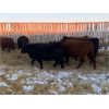 Image 1 : ***added lot*** Kris Springer - 1000# Heifers - 58 Head (Foam Lake, SK)