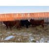 Image 2 : ***added lot*** Kris Springer - 1000# Heifers - 58 Head (Foam Lake, SK)
