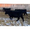 Image 3 : ***added lot*** Kris Springer - 1000# Heifers - 58 Head (Foam Lake, SK)