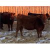 Image 4 : ***added lot*** Kris Springer - 1000# Heifers - 58 Head (Foam Lake, SK)