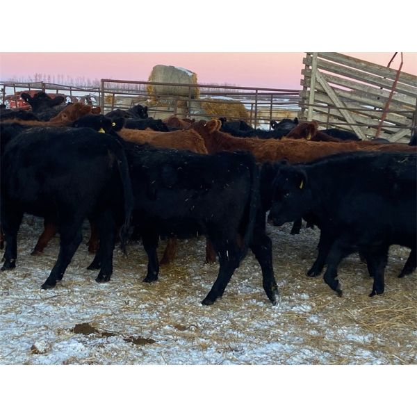***added lot*** Kris Springer - 850# Heifers - 65 Head (Foam Lake, SK)
