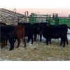 Image 2 : ***added lot*** Kris Springer - 850# Heifers - 65 Head (Foam Lake, SK)