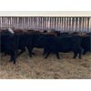 Image 3 : ***added lot*** Kris Springer - 850# Heifers - 65 Head (Foam Lake, SK)