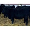 Image 4 : ***added lot*** Kris Springer - 850# Heifers - 65 Head (Foam Lake, SK)