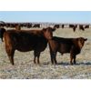 Image 1 : Riverview Ranch Ltd. - 485# Bull Calves - 110 Head (Grassy Lake, AB)