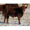 Image 2 : Riverview Ranch Ltd. - 485# Bull Calves - 110 Head (Grassy Lake, AB)