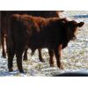 Image 3 : Riverview Ranch Ltd. - 485# Bull Calves - 110 Head (Grassy Lake, AB)