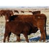 Image 4 : Riverview Ranch Ltd. - 485# Bull Calves - 110 Head (Grassy Lake, AB)