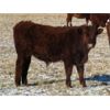 Image 6 : Riverview Ranch Ltd. - 485# Bull Calves - 110 Head (Grassy Lake, AB)