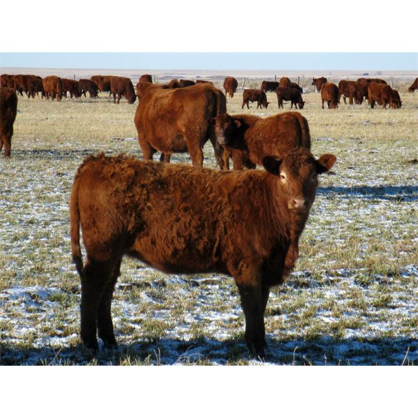 Riverview Ranch Ltd. - 425# Heifer Calves - 90 Head (Grassy Lake, AB)