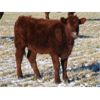 Image 3 : Riverview Ranch Ltd. - 425# Heifer Calves - 90 Head (Grassy Lake, AB)