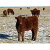 Image 4 : Riverview Ranch Ltd. - 425# Heifer Calves - 90 Head (Grassy Lake, AB)