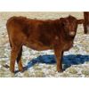 Image 5 : Riverview Ranch Ltd. - 425# Heifer Calves - 90 Head (Grassy Lake, AB)