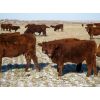 Image 6 : Riverview Ranch Ltd. - 425# Heifer Calves - 90 Head (Grassy Lake, AB)