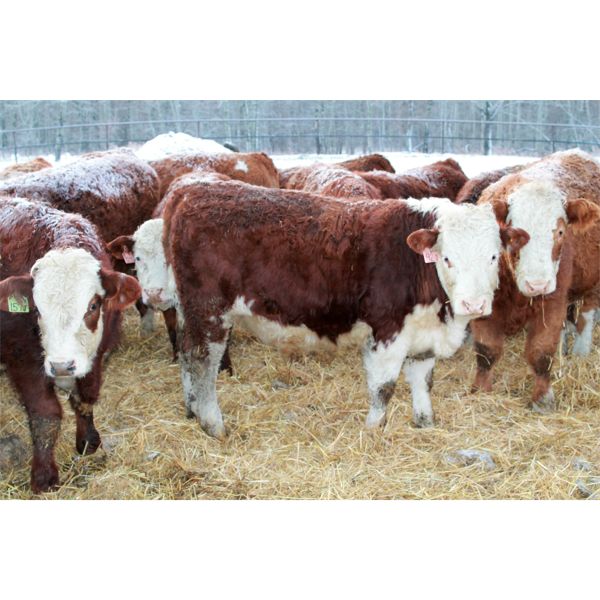 Birkenhagen Farms - 845# Weaned Steers - 75 Head (Carrot Creek, AB)