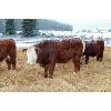 Image 2 : Birkenhagen Farms - 845# Weaned Steers - 75 Head (Carrot Creek, AB)