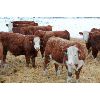 Image 5 : Birkenhagen Farms - 845# Weaned Steers - 75 Head (Carrot Creek, AB)