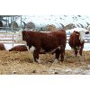 Image 6 : Birkenhagen Farms - 845# Weaned Steers - 75 Head (Carrot Creek, AB)