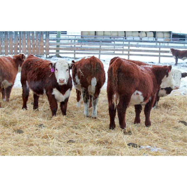 Birkenhagen Farms - 650# Weaned Steers - 34 Head (Carrot Creek, AB)