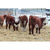 Image 1 : Birkenhagen Farms - 650# Weaned Steers - 34 Head (Carrot Creek, AB)