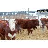 Image 5 : Birkenhagen Farms - 650# Weaned Steers - 34 Head (Carrot Creek, AB)