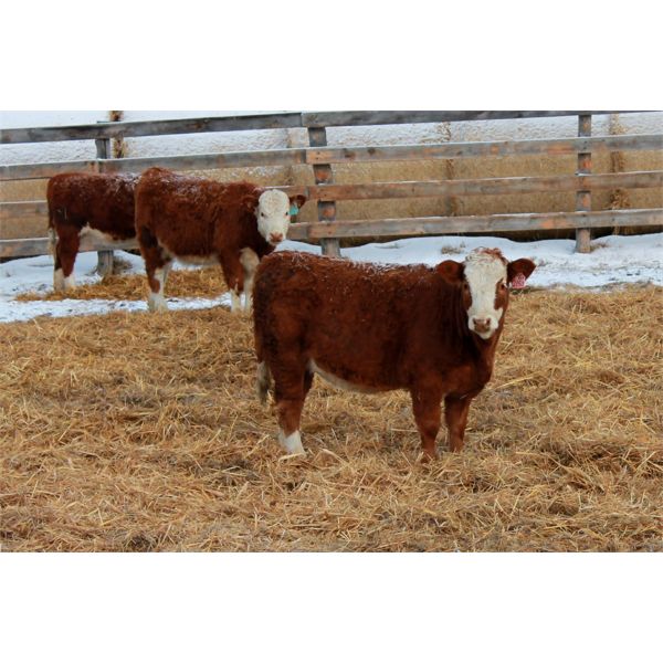 Birkenhagen Farms - 640# Weaned Heifers - 42 Head (Carrot Creek, AB)