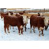 Image 3 : Birkenhagen Farms - 640# Weaned Heifers - 42 Head (Carrot Creek, AB)