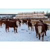 Image 4 : Birkenhagen Farms - 640# Weaned Heifers - 42 Head (Carrot Creek, AB)