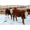 Image 5 : Birkenhagen Farms - 640# Weaned Heifers - 42 Head (Carrot Creek, AB)