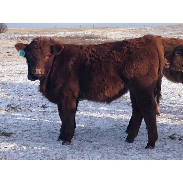 Connor Ogilvie - 580# Steer Calves - 75 Head (Conquest, SK)