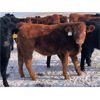 Image 2 : Connor Ogilvie - 580# Steer Calves - 75 Head (Conquest, SK)