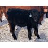 Image 3 : Connor Ogilvie - 580# Steer Calves - 75 Head (Conquest, SK)