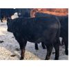 Image 4 : Connor Ogilvie - 580# Steer Calves - 75 Head (Conquest, SK)