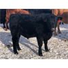 Image 5 : Connor Ogilvie - 580# Steer Calves - 75 Head (Conquest, SK)