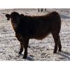 Image 6 : Connor Ogilvie - 580# Steer Calves - 75 Head (Conquest, SK)