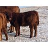 Image 1 : Connor Ogilvie - 525# Heifer Calves - 25 Head (Conquest, SK)