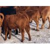 Image 6 : Connor Ogilvie - 525# Heifer Calves - 25 Head (Conquest, SK)