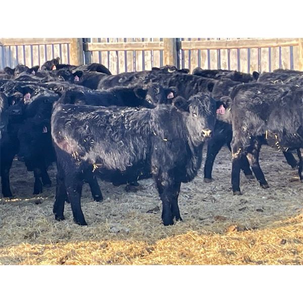 Bar D Farms - 750# Weaned Heifers - 40 Head (Raymore, SK)