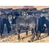 Image 3 : Bar D Farms - 750# Weaned Heifers - 40 Head (Raymore, SK)