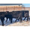 Image 4 : Bar D Farms - 750# Weaned Heifers - 40 Head (Raymore, SK)