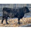 Image 6 : Bar D Farms - 750# Weaned Heifers - 40 Head (Raymore, SK)