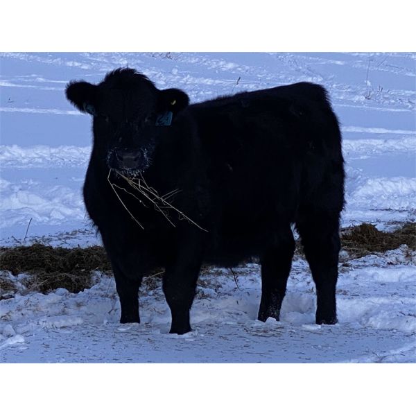 S & M Farms - 550# Steer Calves - 110 Head (Sundre, AB)