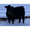 Image 1 : S & M Farms - 550# Steer Calves - 110 Head (Sundre, AB)