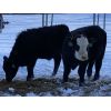 Image 3 : S & M Farms - 550# Steer Calves - 110 Head (Sundre, AB)