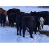 Image 4 : S & M Farms - 550# Steer Calves - 110 Head (Sundre, AB)