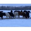 Image 5 : S & M Farms - 550# Steer Calves - 110 Head (Sundre, AB)