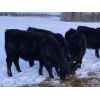 Image 6 : S & M Farms - 550# Steer Calves - 110 Head (Sundre, AB)